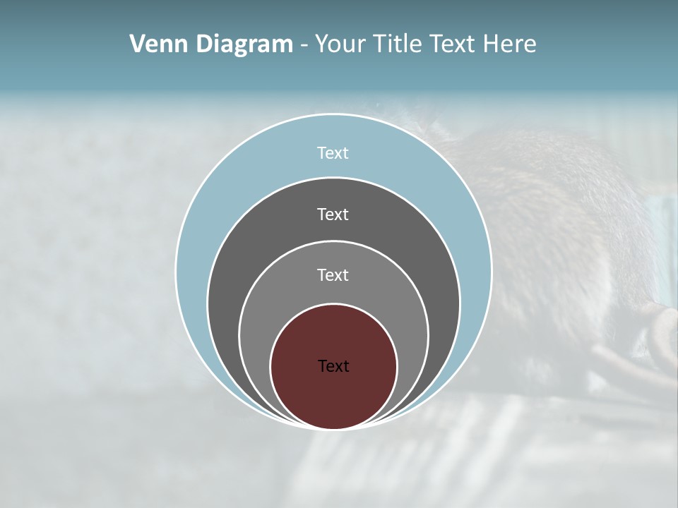 Cats And Dogs Asia Rat Terrier PowerPoint Template