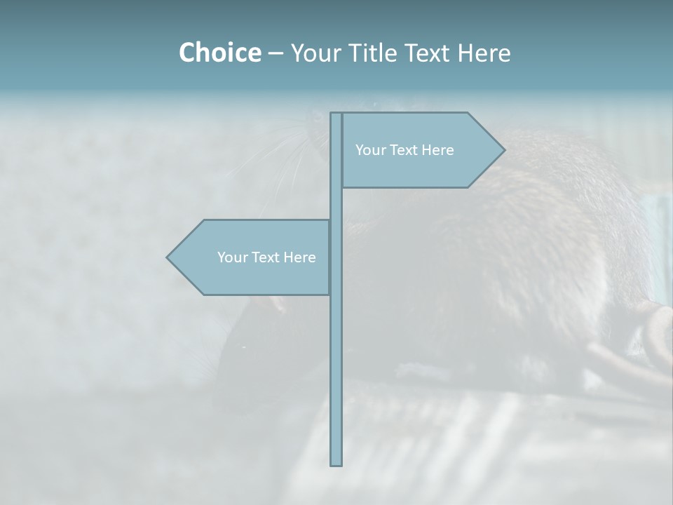 Cats And Dogs Asia Rat Terrier PowerPoint Template