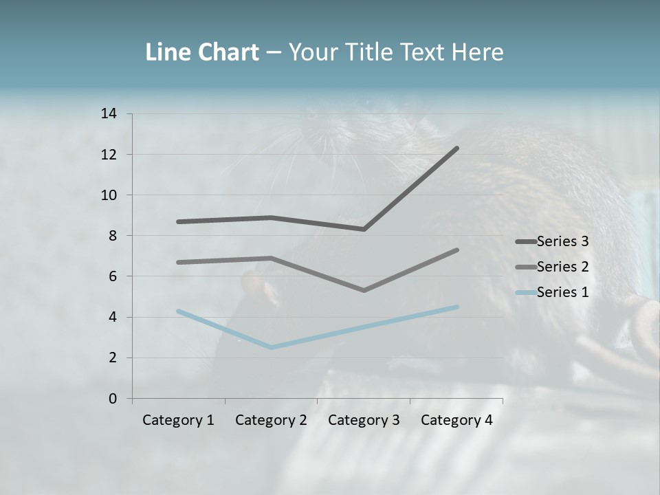 Cats And Dogs Asia Rat Terrier PowerPoint Template