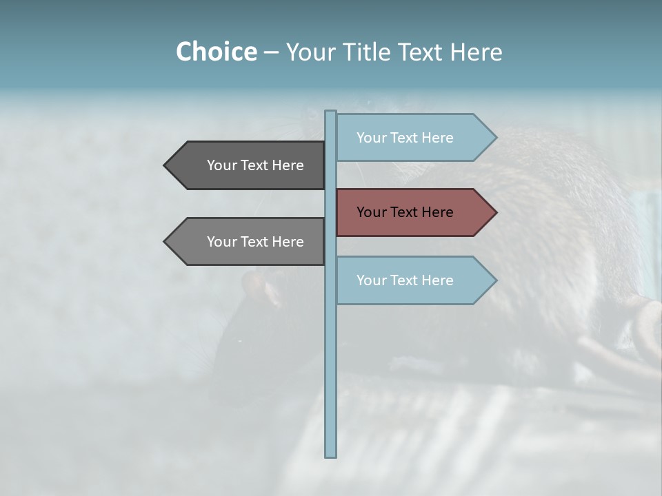 Cats And Dogs Asia Rat Terrier PowerPoint Template