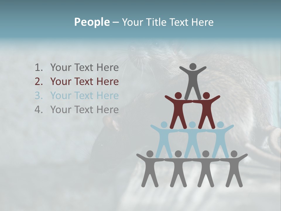 Cats And Dogs Asia Rat Terrier PowerPoint Template