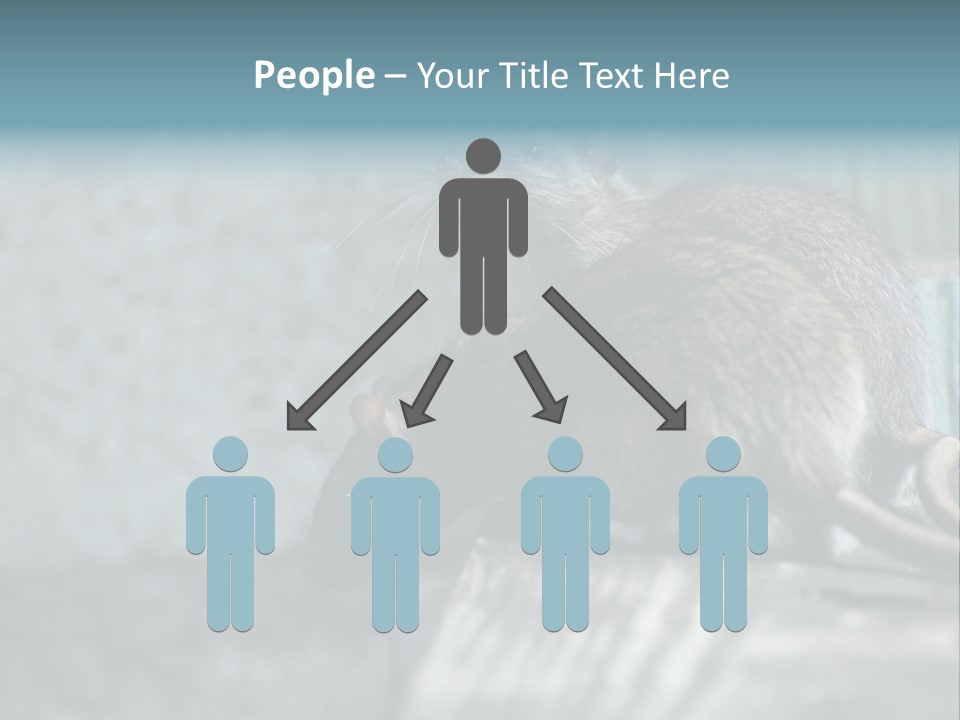 Cats And Dogs Asia Rat Terrier PowerPoint Template