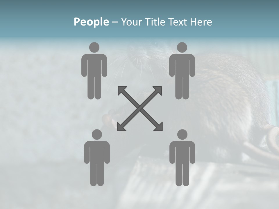 Cats And Dogs Asia Rat Terrier PowerPoint Template