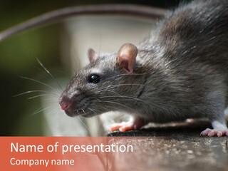 South America Mouse Rat Brown Rat PowerPoint Template