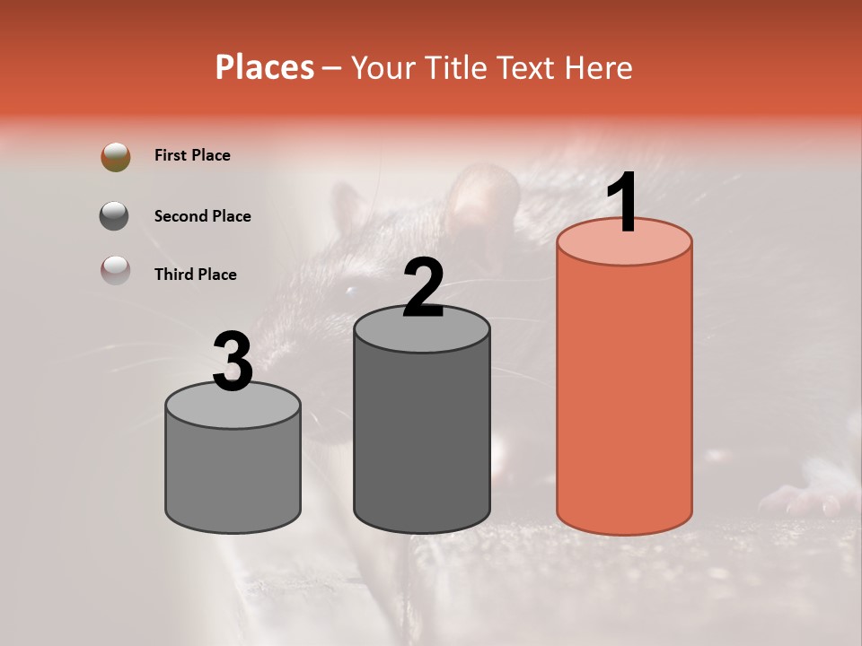 South America Mouse Rat Brown Rat PowerPoint Template