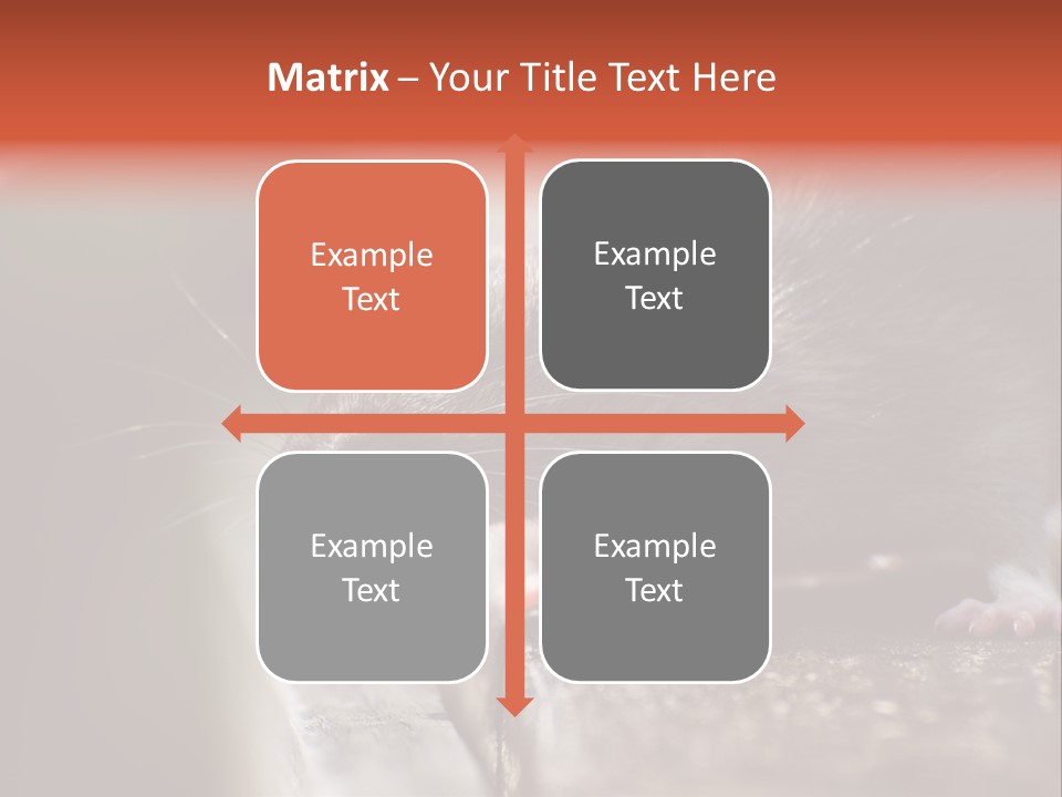 South America Mouse Rat Brown Rat PowerPoint Template