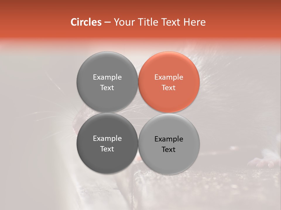 South America Mouse Rat Brown Rat PowerPoint Template