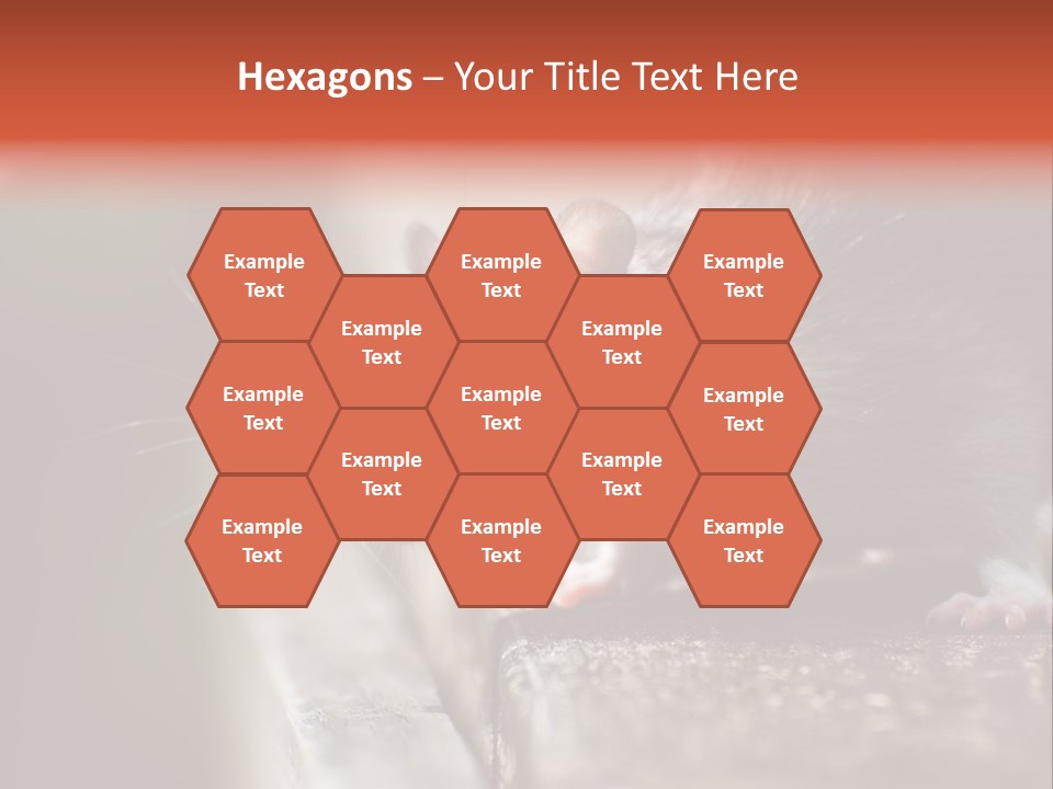 South America Mouse Rat Brown Rat PowerPoint Template