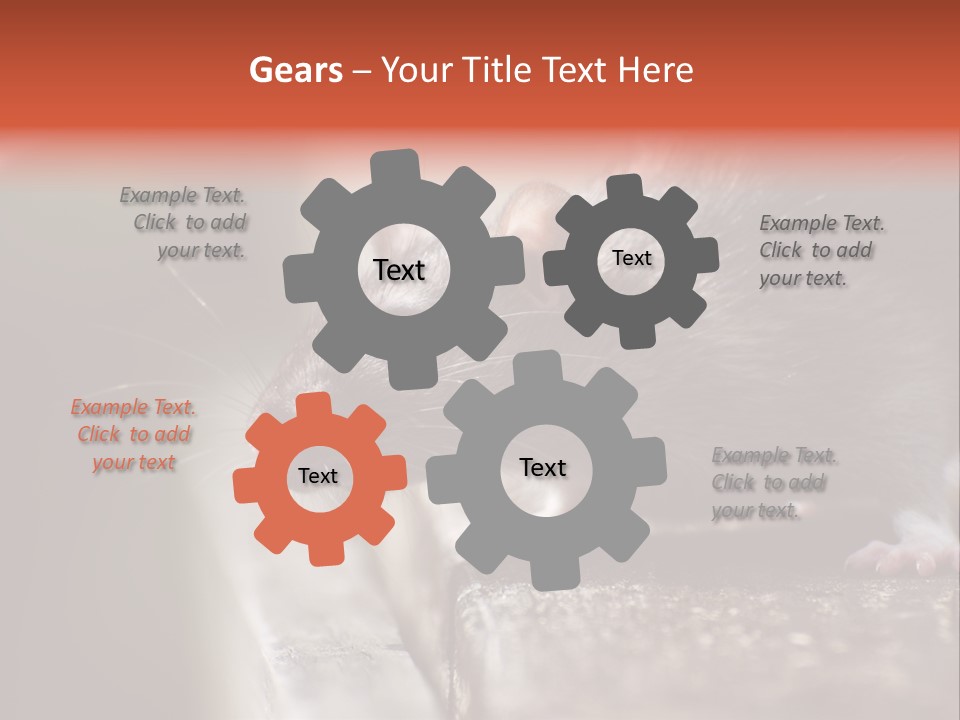 South America Mouse Rat Brown Rat PowerPoint Template