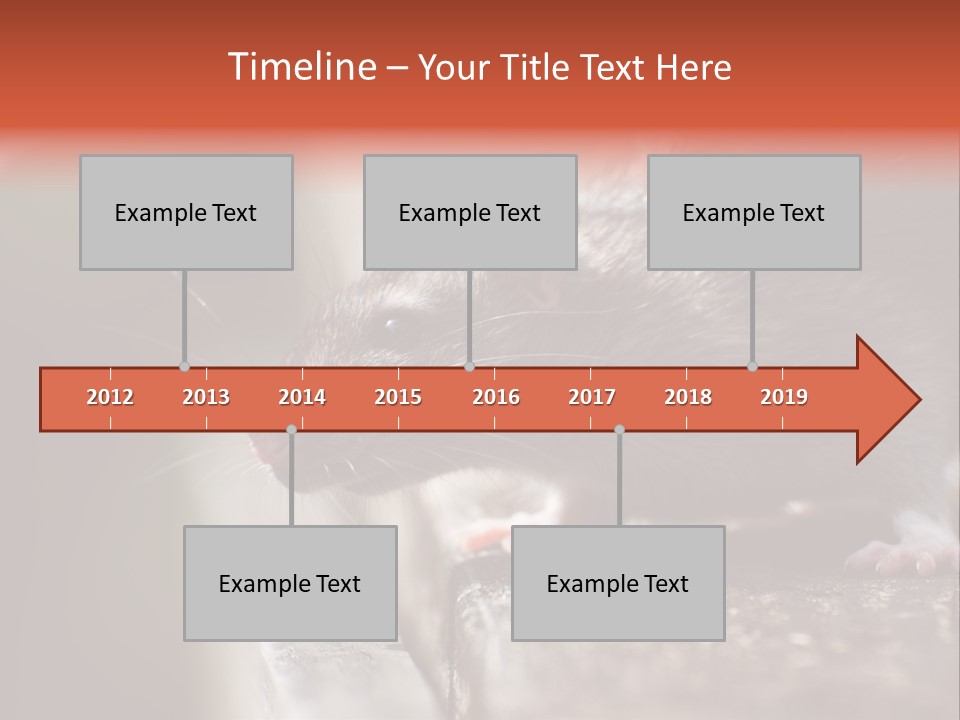 South America Mouse Rat Brown Rat PowerPoint Template