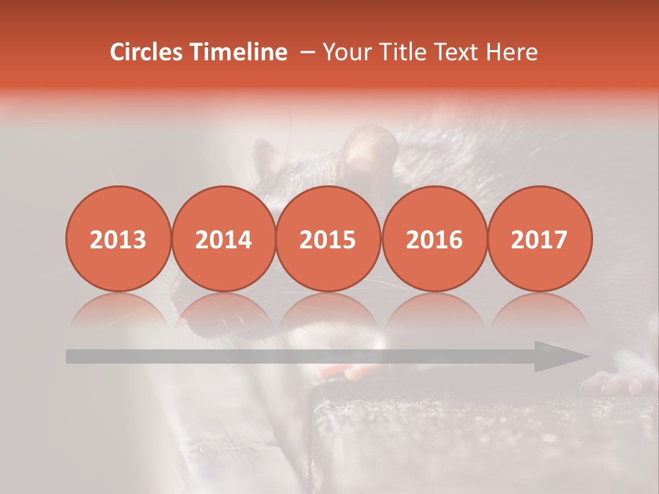 South America Mouse Rat Brown Rat PowerPoint Template