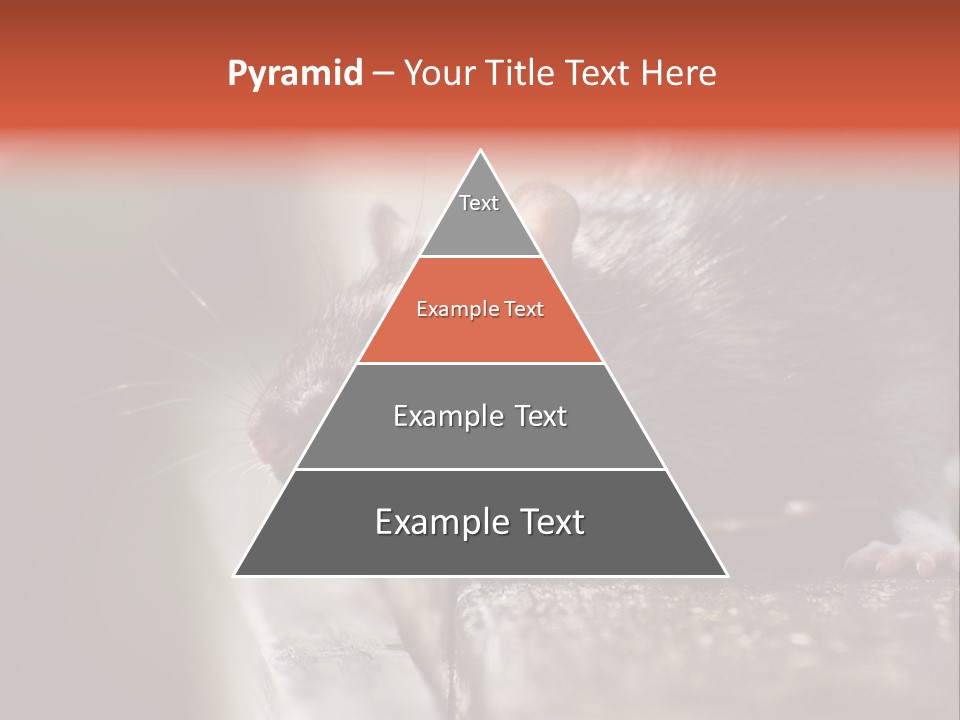 South America Mouse Rat Brown Rat PowerPoint Template