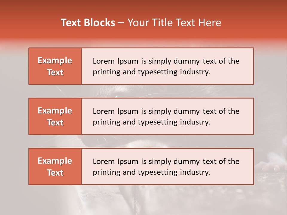 South America Mouse Rat Brown Rat PowerPoint Template