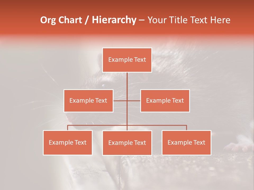 South America Mouse Rat Brown Rat PowerPoint Template