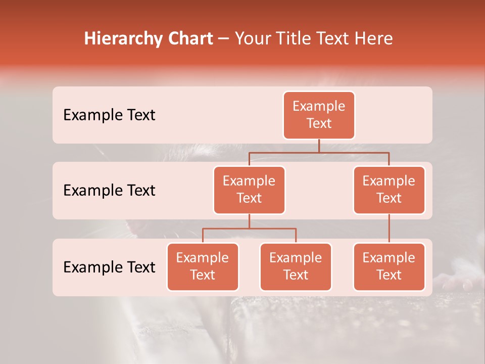 South America Mouse Rat Brown Rat PowerPoint Template