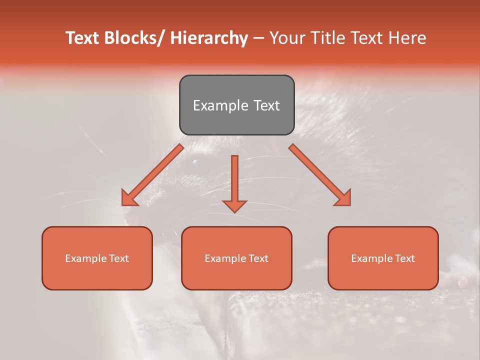 South America Mouse Rat Brown Rat PowerPoint Template