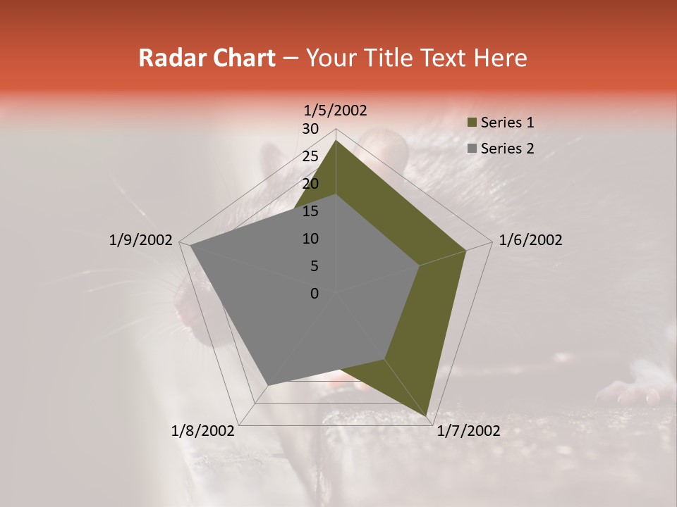 South America Mouse Rat Brown Rat PowerPoint Template