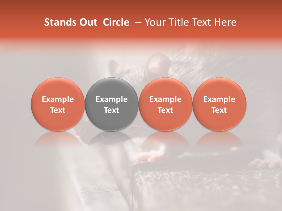 South America Mouse Rat Brown Rat PowerPoint Template