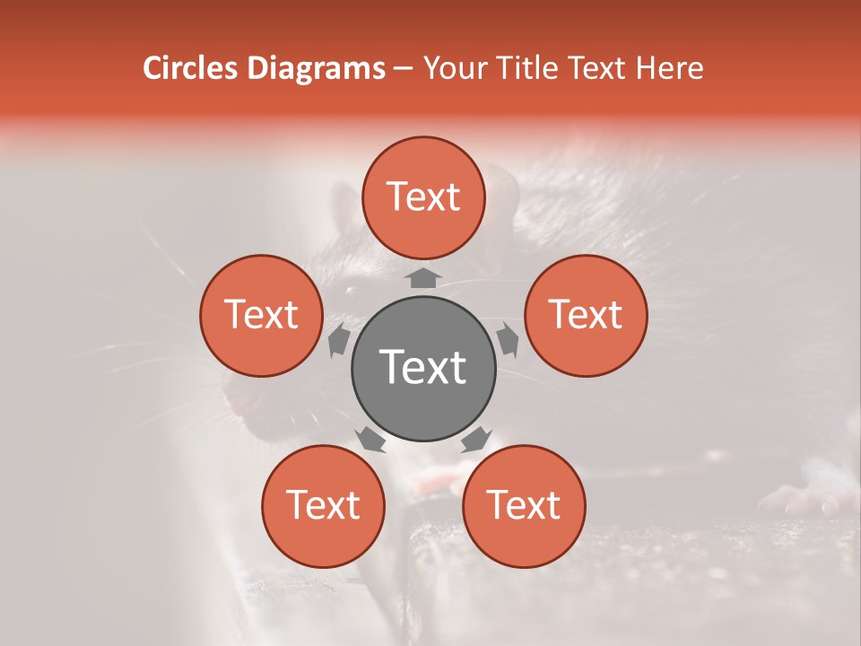 South America Mouse Rat Brown Rat PowerPoint Template