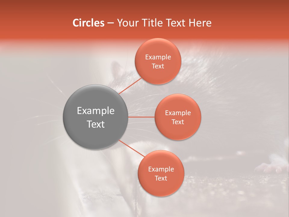 South America Mouse Rat Brown Rat PowerPoint Template