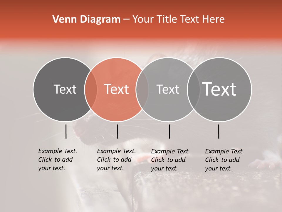 South America Mouse Rat Brown Rat PowerPoint Template