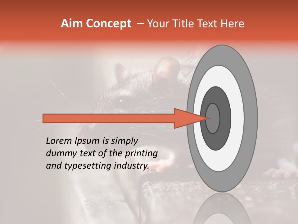 South America Mouse Rat Brown Rat PowerPoint Template