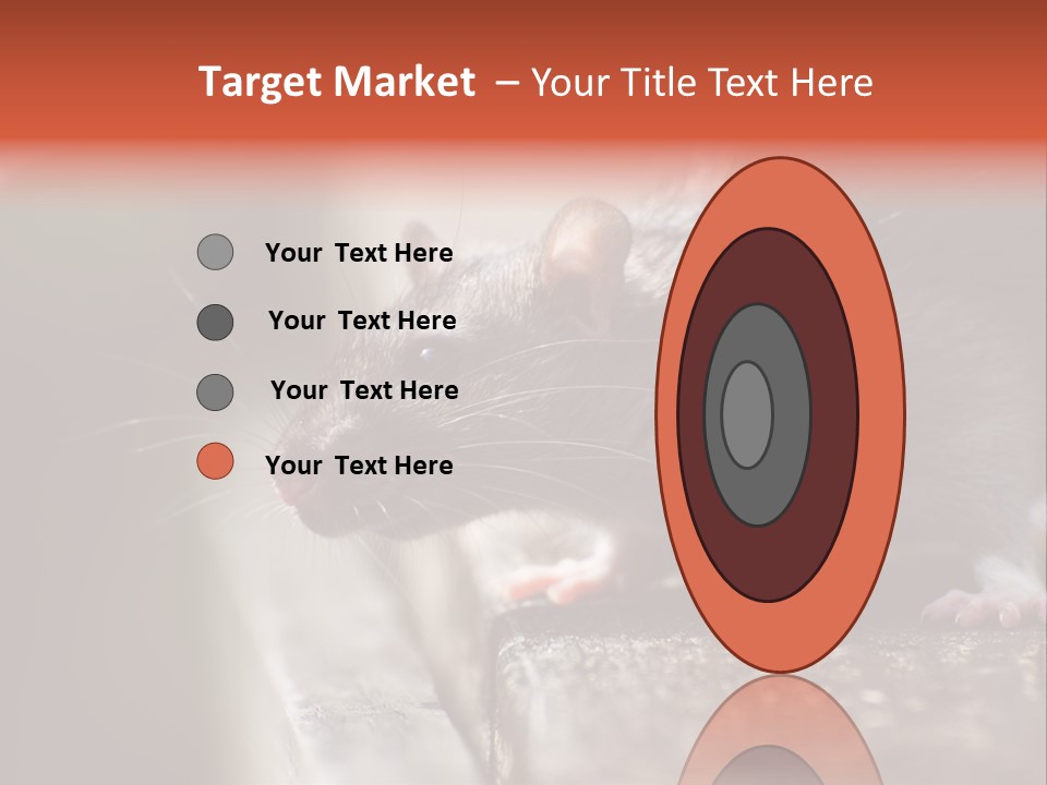 South America Mouse Rat Brown Rat PowerPoint Template