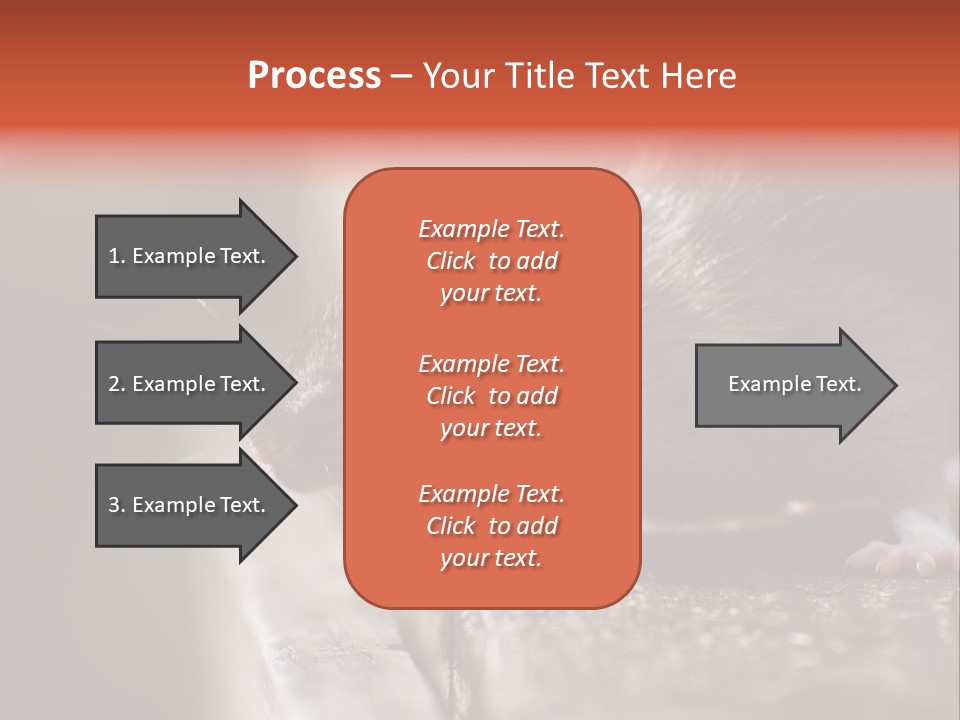 South America Mouse Rat Brown Rat PowerPoint Template