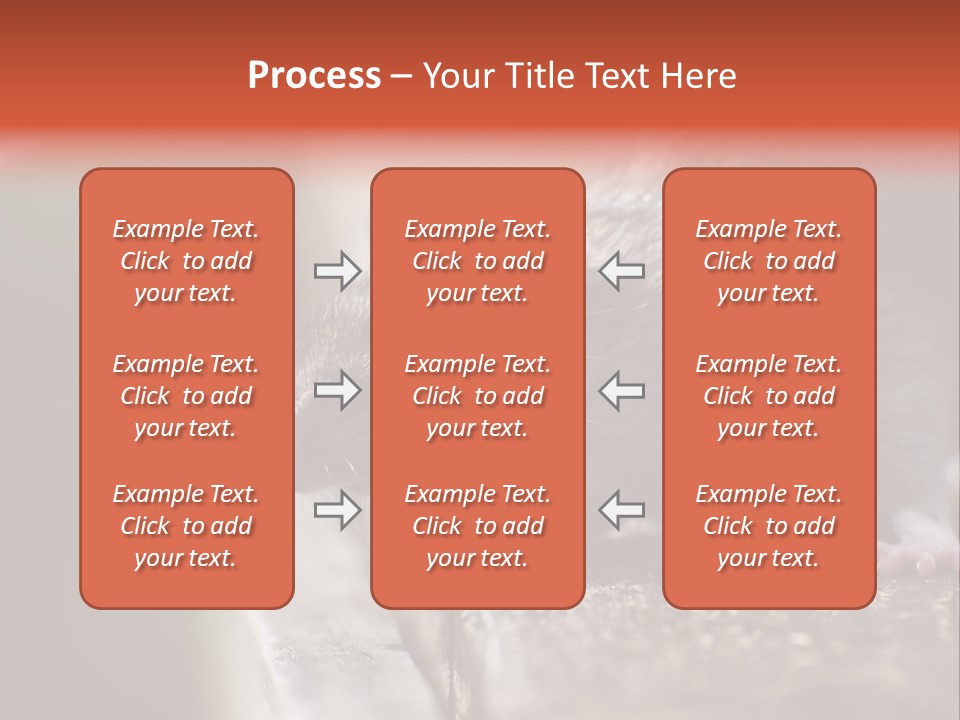 South America Mouse Rat Brown Rat PowerPoint Template