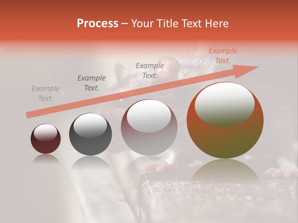 South America Mouse Rat Brown Rat PowerPoint Template