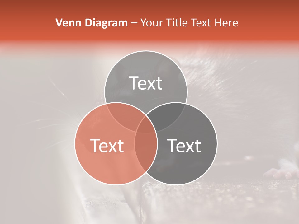 South America Mouse Rat Brown Rat PowerPoint Template