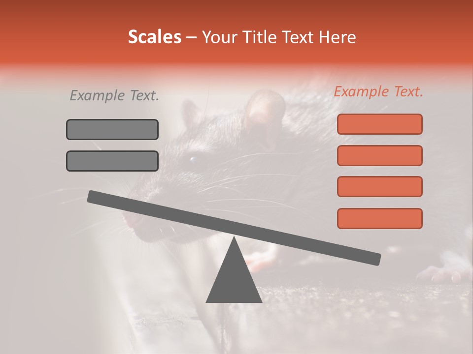 South America Mouse Rat Brown Rat PowerPoint Template