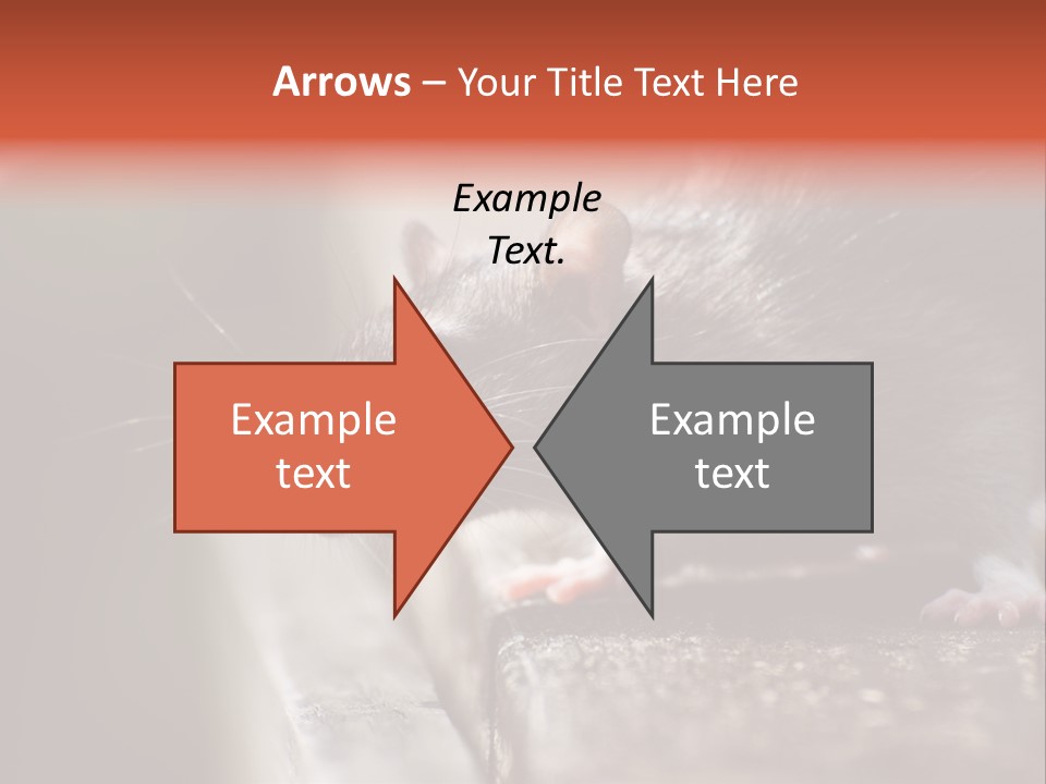 South America Mouse Rat Brown Rat PowerPoint Template