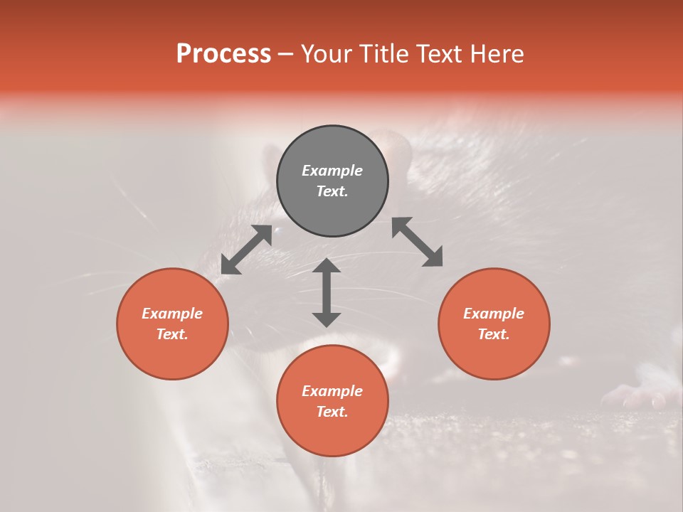 South America Mouse Rat Brown Rat PowerPoint Template