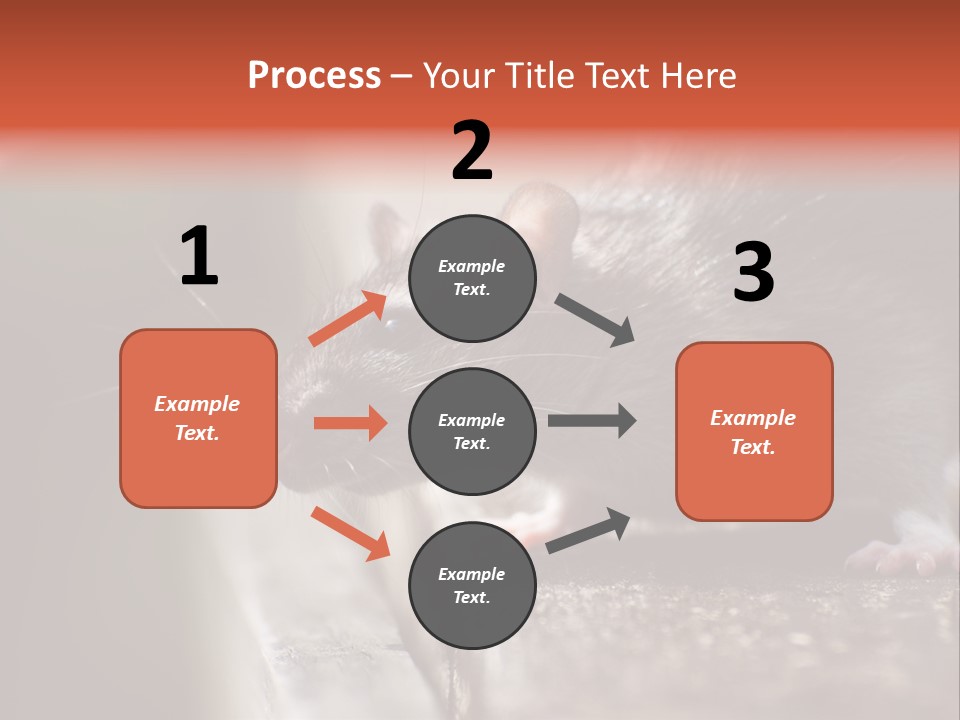 South America Mouse Rat Brown Rat PowerPoint Template