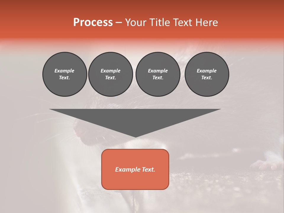 South America Mouse Rat Brown Rat PowerPoint Template