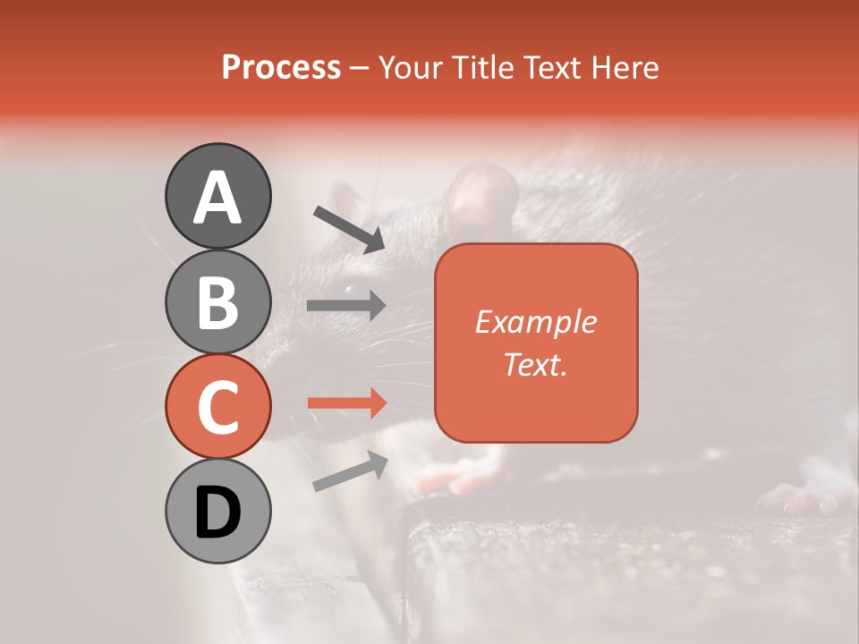 South America Mouse Rat Brown Rat PowerPoint Template