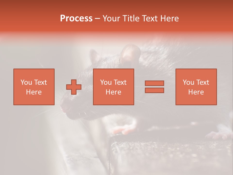 South America Mouse Rat Brown Rat PowerPoint Template