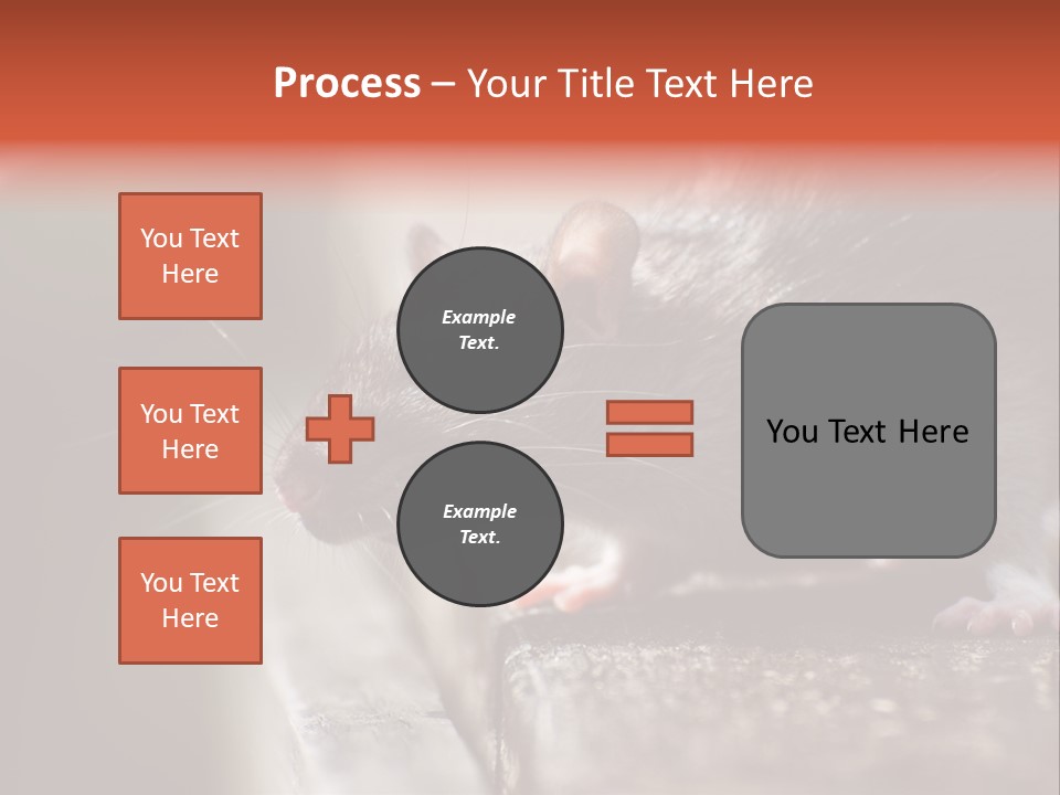 South America Mouse Rat Brown Rat PowerPoint Template