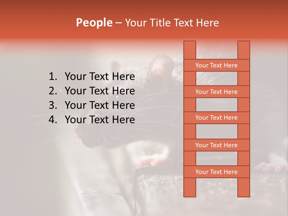 South America Mouse Rat Brown Rat PowerPoint Template