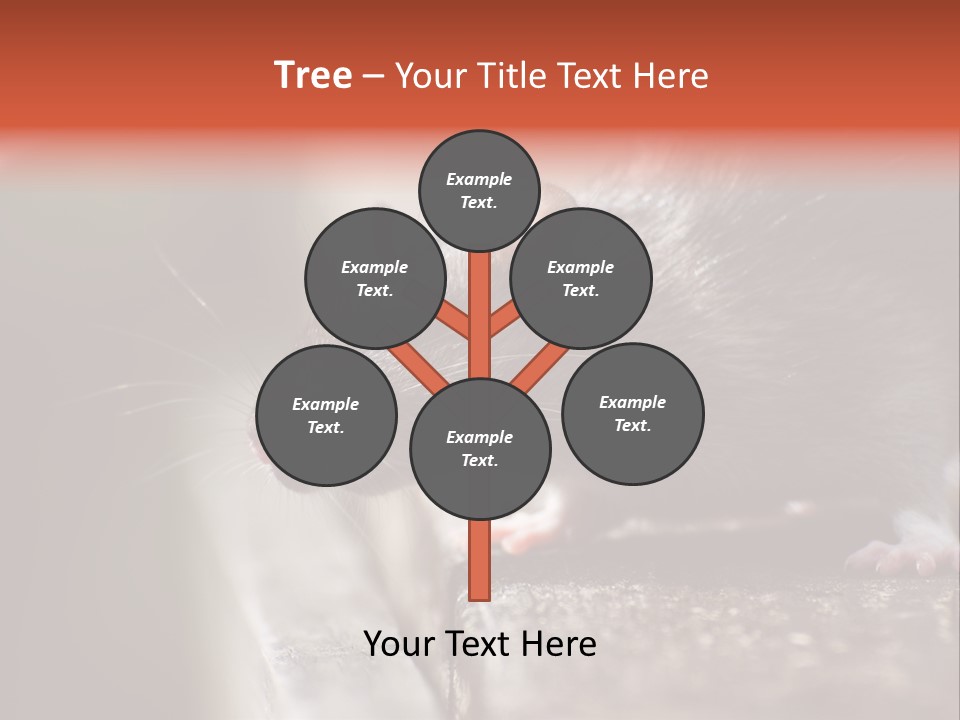 South America Mouse Rat Brown Rat PowerPoint Template