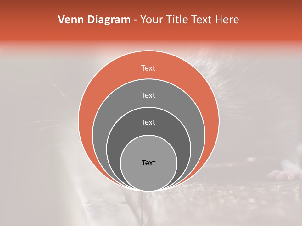 South America Mouse Rat Brown Rat PowerPoint Template