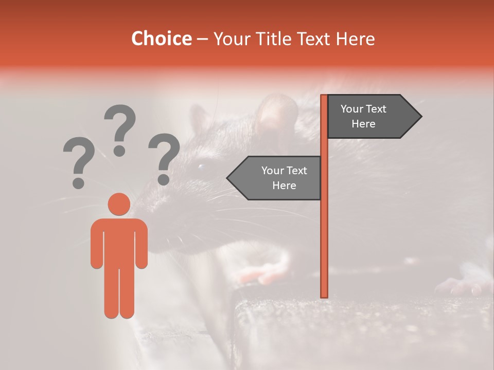 South America Mouse Rat Brown Rat PowerPoint Template