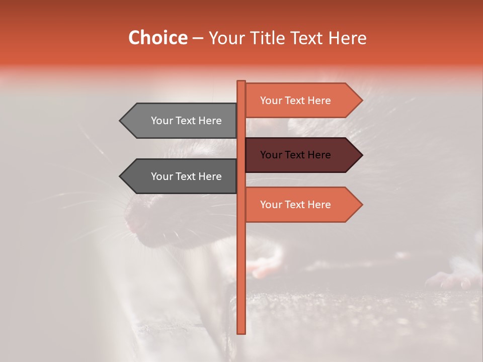 South America Mouse Rat Brown Rat PowerPoint Template