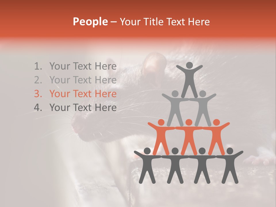 South America Mouse Rat Brown Rat PowerPoint Template