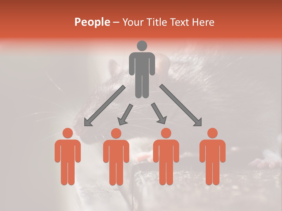 South America Mouse Rat Brown Rat PowerPoint Template