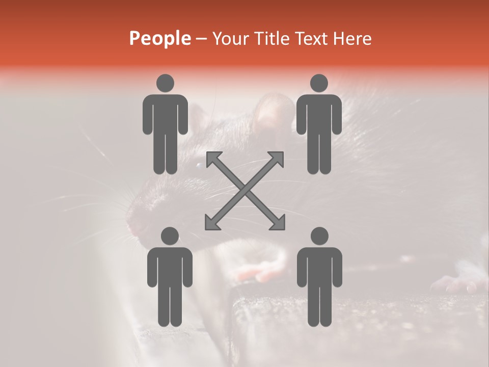 South America Mouse Rat Brown Rat PowerPoint Template