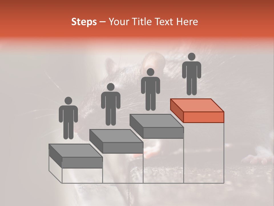 South America Mouse Rat Brown Rat PowerPoint Template