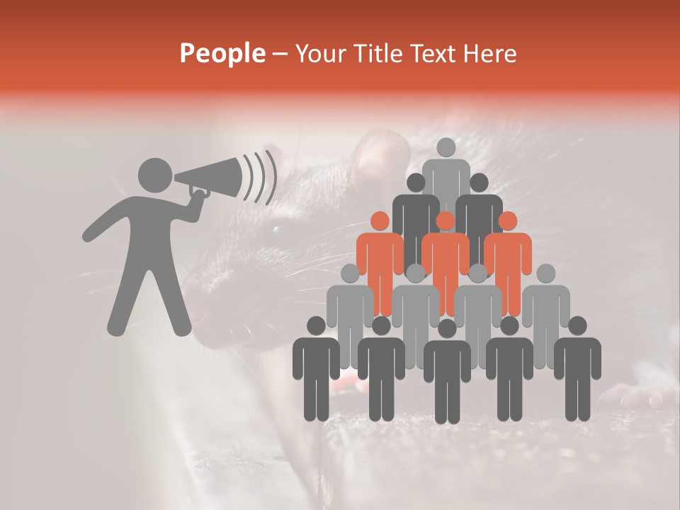 South America Mouse Rat Brown Rat PowerPoint Template