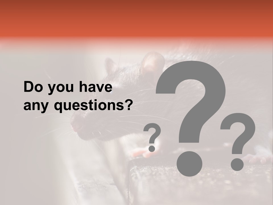 South America Mouse Rat Brown Rat PowerPoint Template